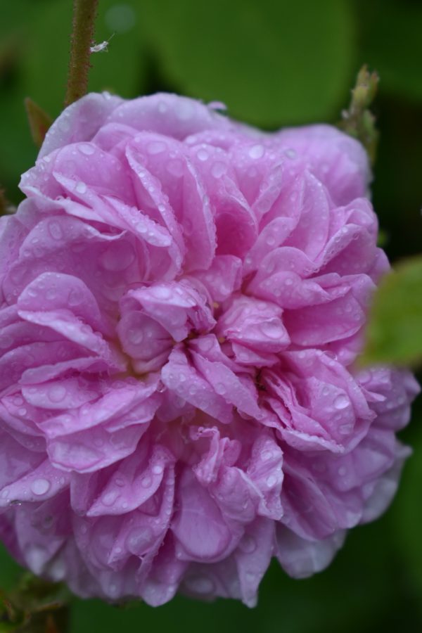 Jacques Cartier Rosa 'Jacques Cartier'
