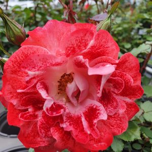 Rosa 'My Mum'