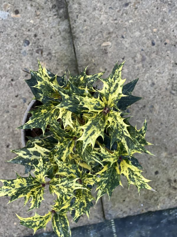 Osmanthus heterophyllus 'Goshiki' Tricolour 3