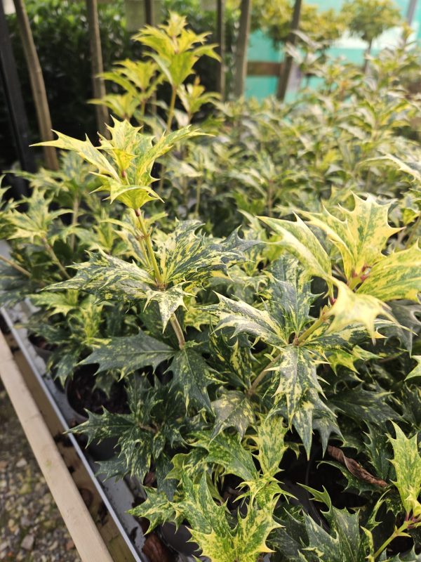 Osmanthus heterophyllus 'Goshiki' Tricolour Osmanthus heterophyllus 'Goshiki' Tricolour