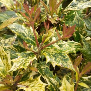 Osmanthus heterophyllus 'Goshiki' Tricolour