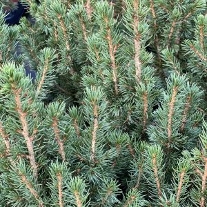 Picea glauca var. albertiana 'Conica'