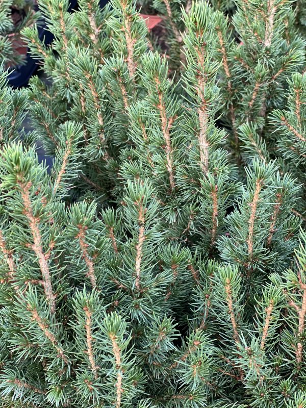 Picea glauca var. albertiana 'Conica' | Proctors Nursery