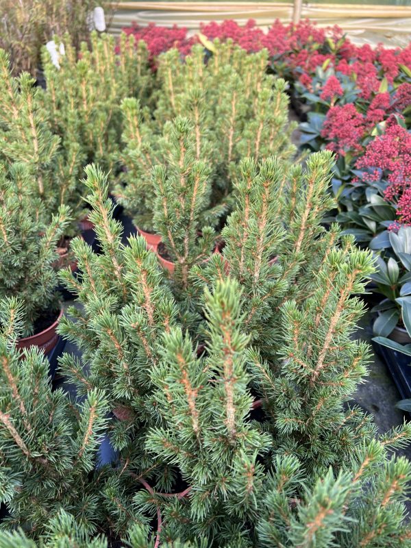 Picea conica
