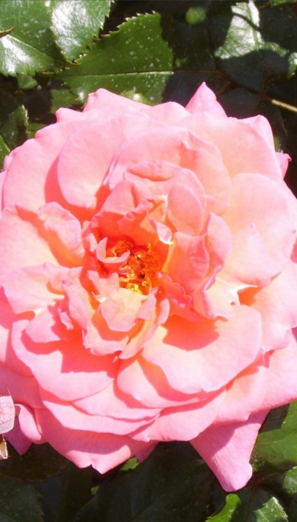 Rosa 'Braveheart'
