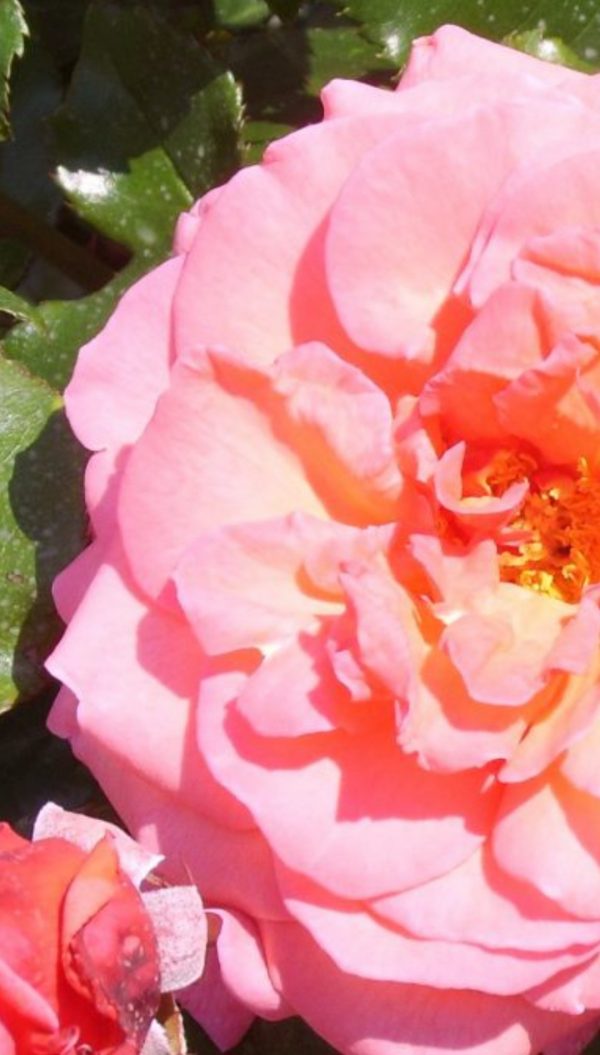 Rosa 'Braveheart'