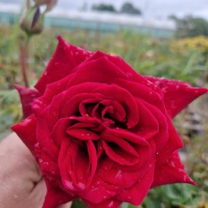 Rosa 'Deep Secret'