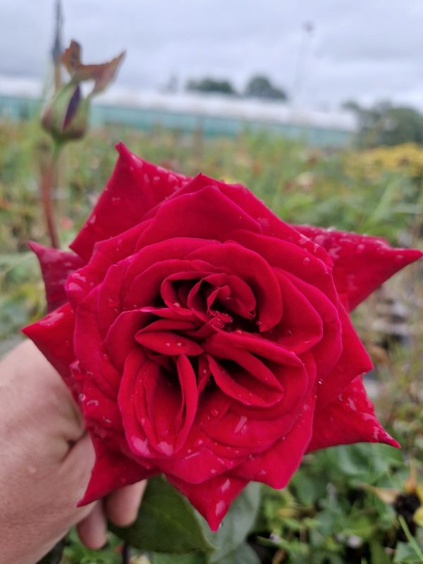 Rosa 'Deep Secret' Rosa 'Deep Secret'