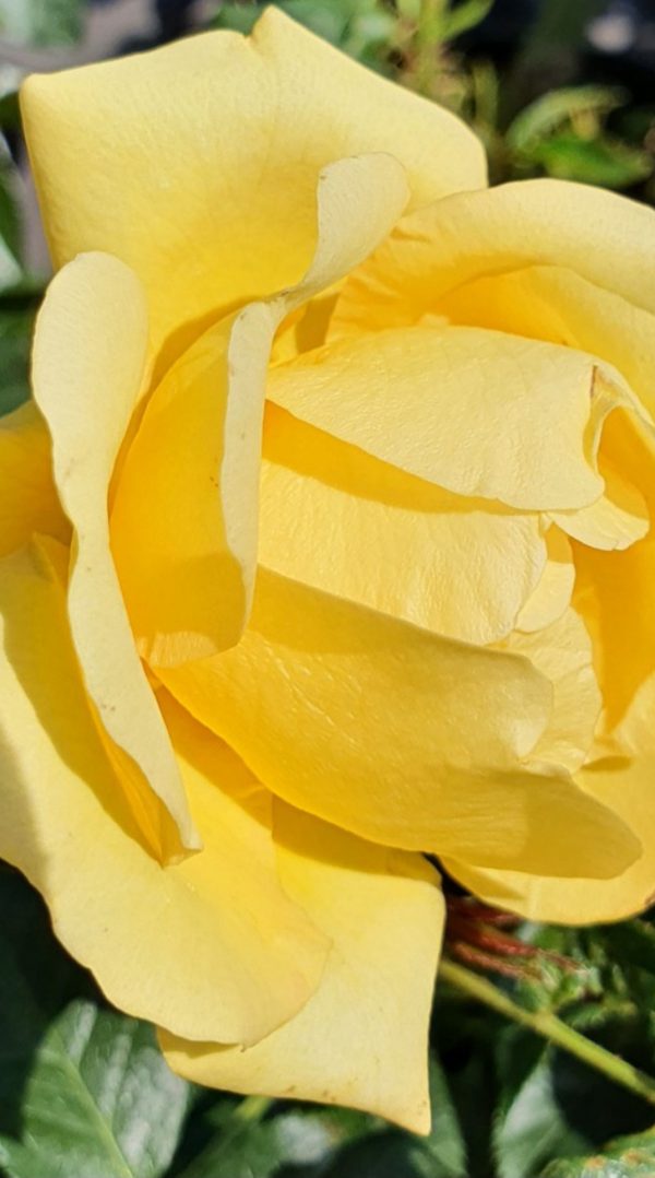 Rosa 'Happy Golden Wedding'