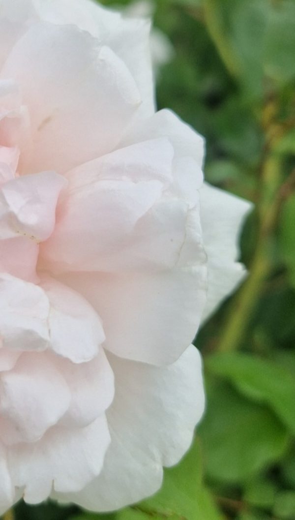 Rosa 'Mme Alfred Carriere'