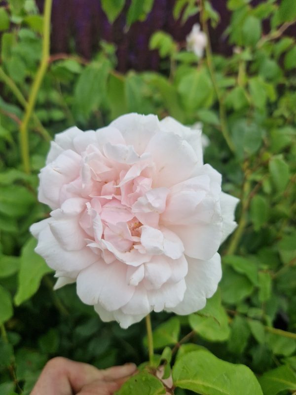 Rosa 'Mme Alfred Carriere'