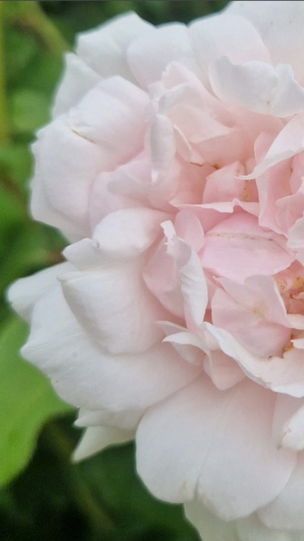 Rosa 'Mme Alfred Carriere'