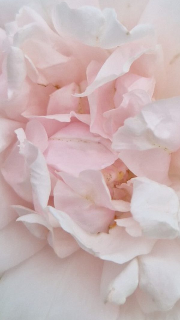 Rosa 'Mme Alfred Carriere'