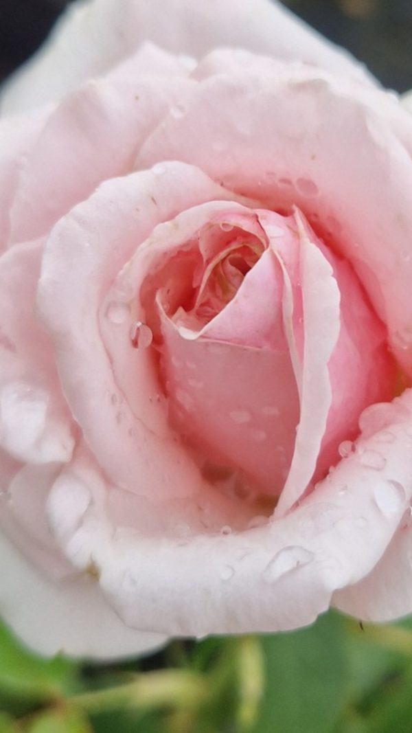 Rosa 'Savoy Hotel' Rosa 'Savoy Hotel'