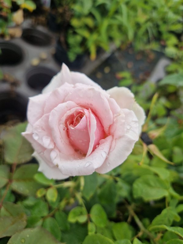 Rosa 'Savoy Hotel' Rosa 'Savoy Hotel'