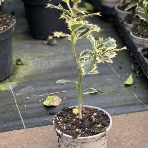 Ilex aquifolium 'Silver Queen'