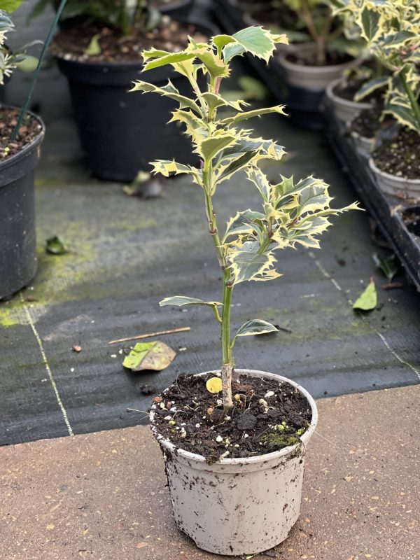 Ilex aquifolium 'Silver Queen'