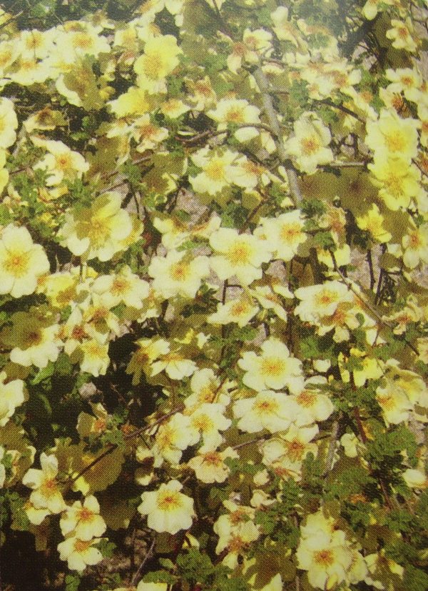 Rosa 'Canary Bird' Rosa 'Canary Bird'