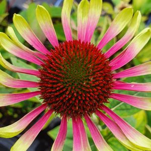 Echinacea purpurea 'Green Twister'