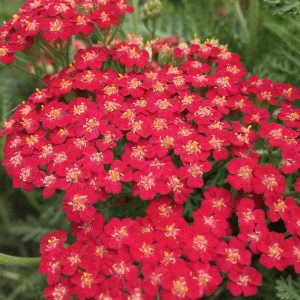 Achillea millefolium 'New Vintage Red'