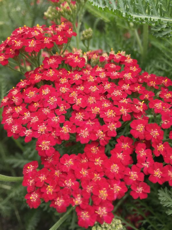 Achillea_millefolium_New_Vintage_Red_ALLPLANTS.jpeg Achillea millefolium 'New Vintage Red'