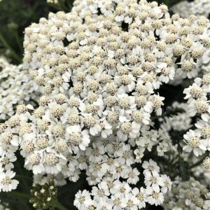 Achillea millefolium 'New Vintage White'