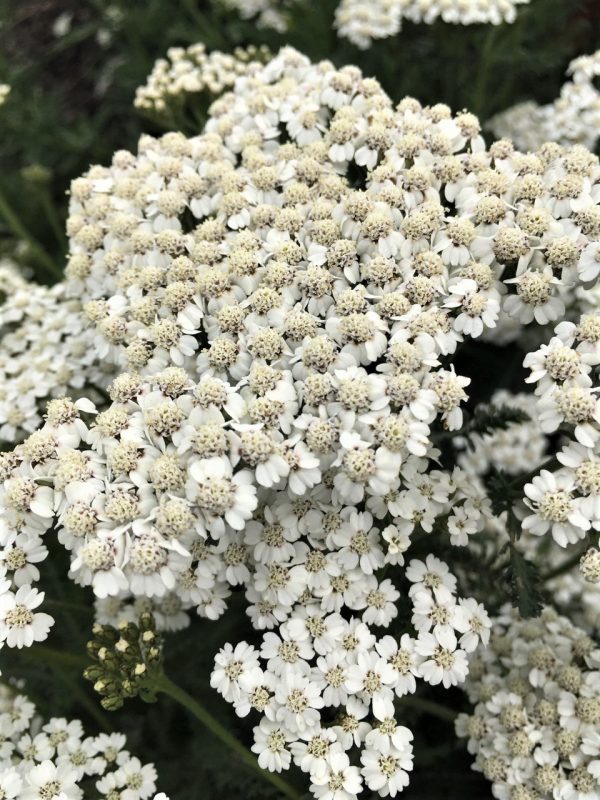 Achillea_millefolium_New_Vintage_White_ALLPLANTS Achillea millefolium 'New Vintage White'