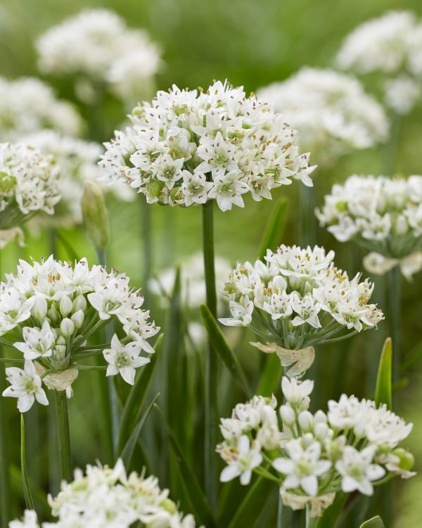 Allium hollandicum 'Cliffs of Dover'