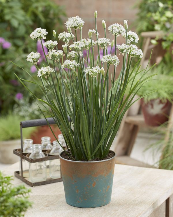 Allium hollandicum 'Cliffs of Dover'