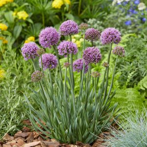 Allium hollandicum 'Little Sapphire'