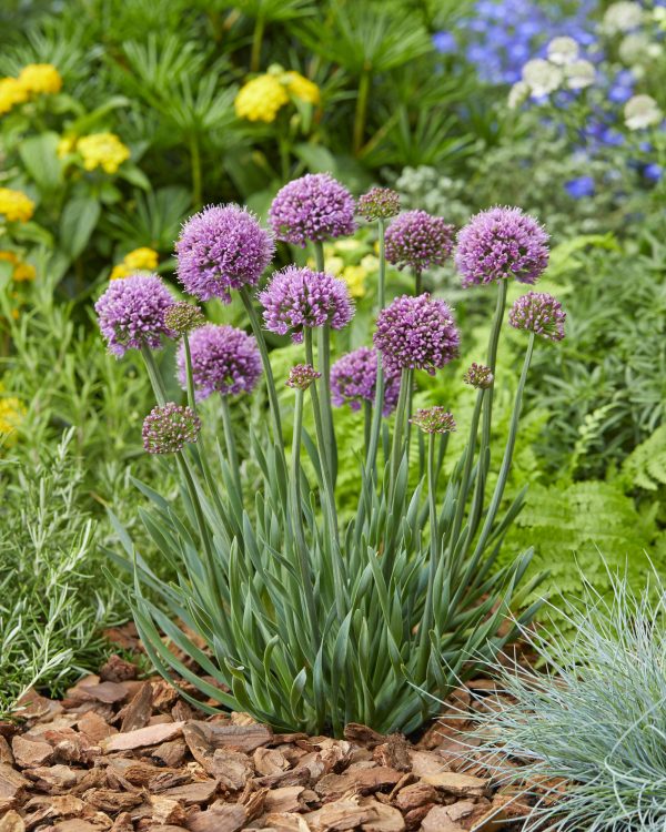 Allium hollandicum 'Little Sapphire'