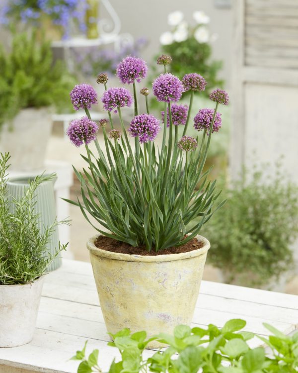 Allium hollandicum 'Little Sapphire'