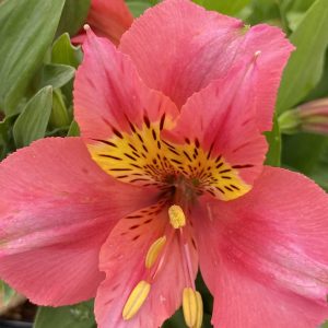 Alstroemeria 'Little Miss Rosalind'