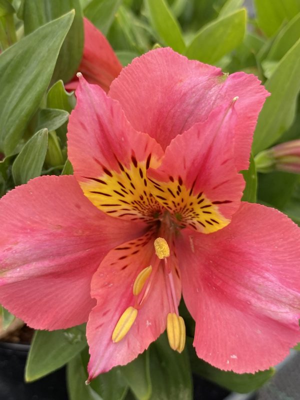 Alstroemeria Little Miss Roselind cu Alstroemeria 'Little Miss Rosalind'