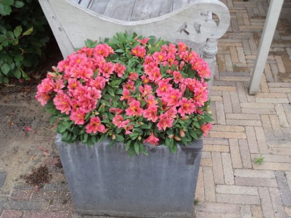 Rosalind Alstroemeria 'Little Miss Rosalind'