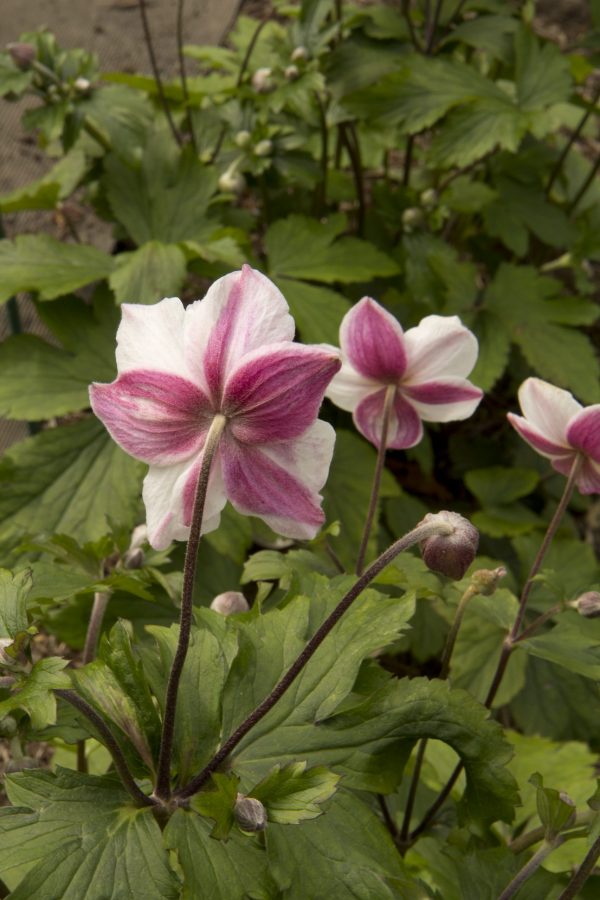 Anemone 'Dainty Swan'