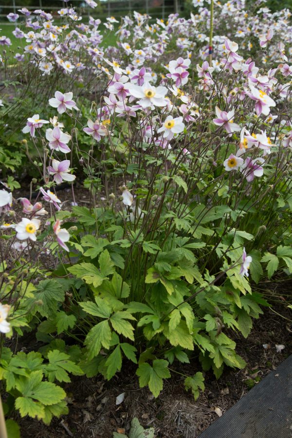 Anemone 'Dainty Swan'