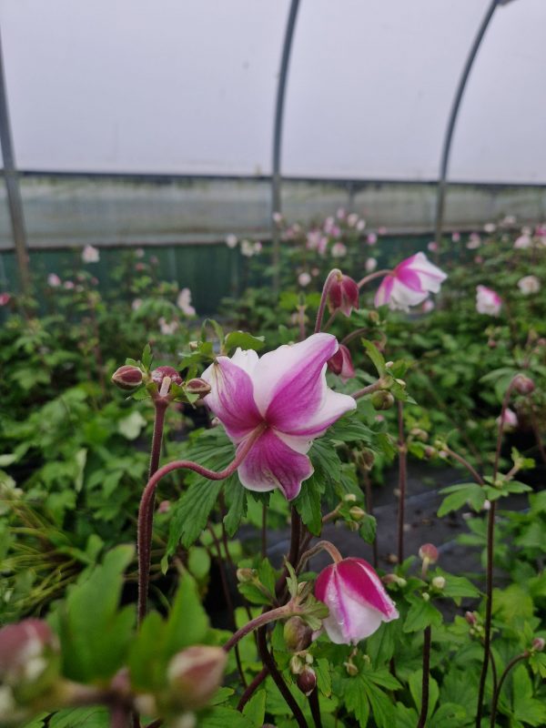 Anemone 'Dainty Swan'