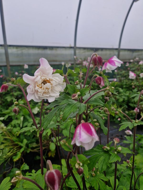 Anemone 'Dainty Swan'