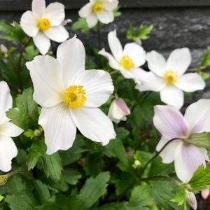 Anemone 'Wild Swan'