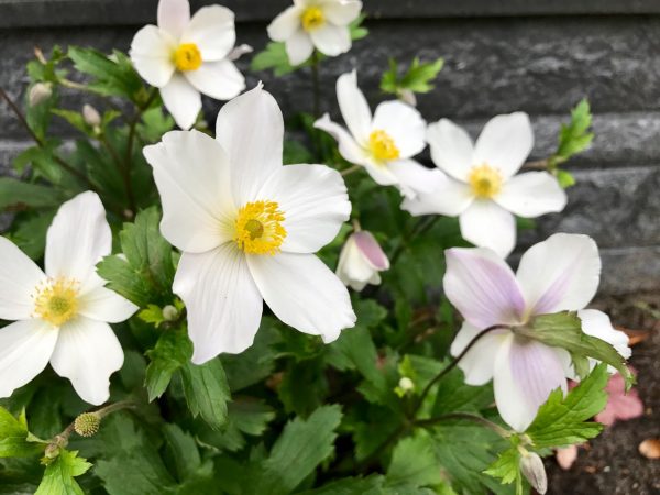 Anemone Wild Swan cu1 Anemone 'Wild Swan'