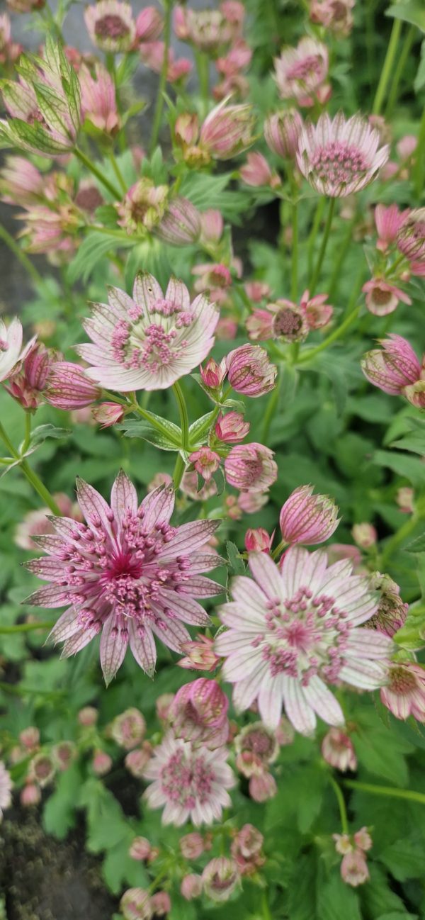 Astrantia major 'Pink Button' Astrantia major 'Pink Button'