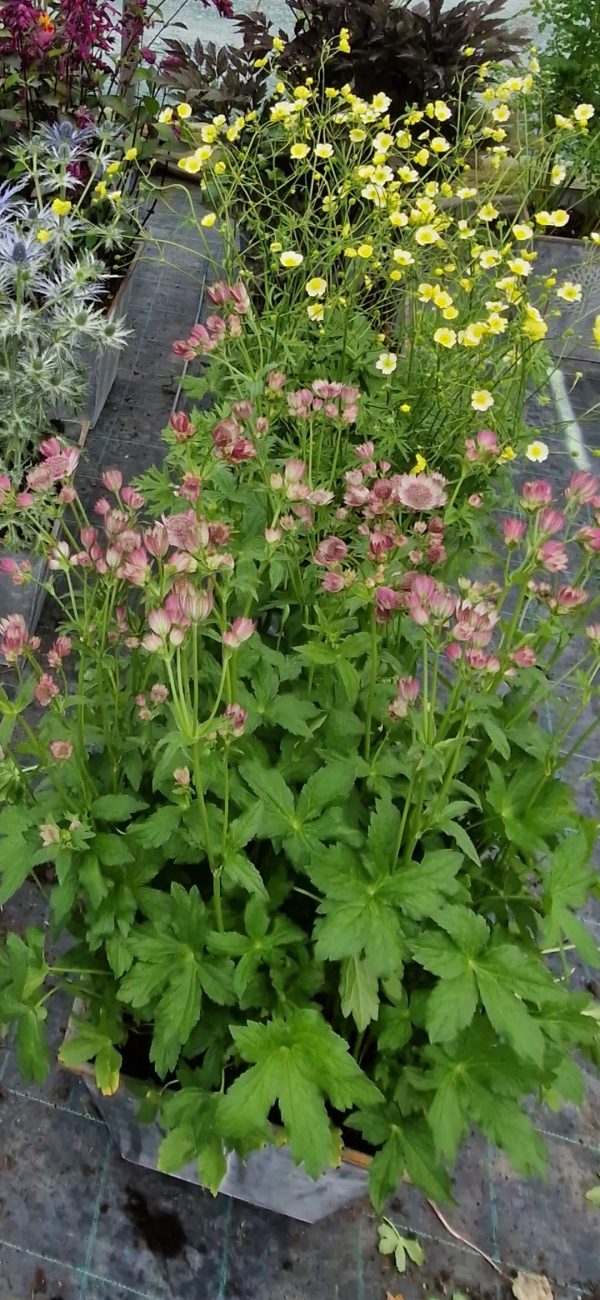 Astrantia major 'Pink Button'2 Astrantia major 'Pink Button'