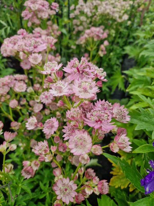 Astrantia major 'Pink Button'3 Astrantia major 'Pink Button'