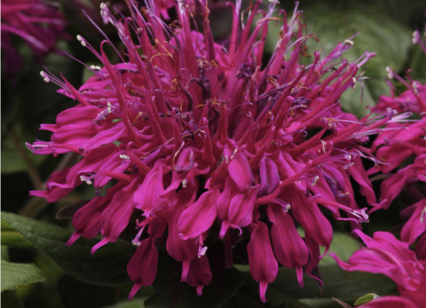 Monarda 'Balmy Purple Red'