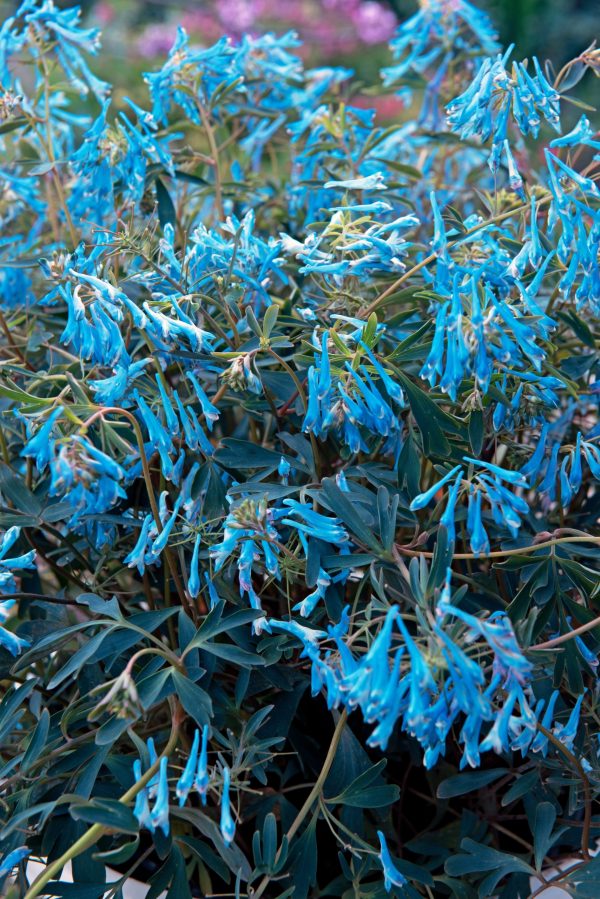 Corydalis flexuosa 'Porcelain Blue'