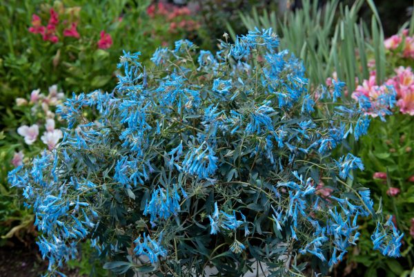 Corydalis flexuosa 'Porcelain Blue'