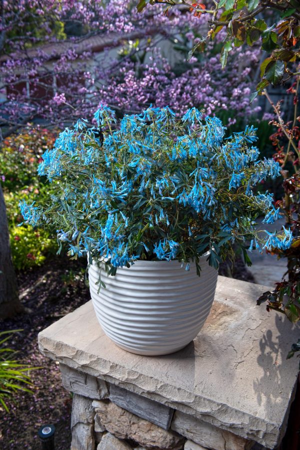 Corydalis flexuosa 'Porcelain Blue'