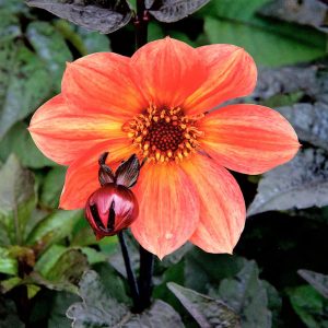Dahlia 'Sunset Glow'