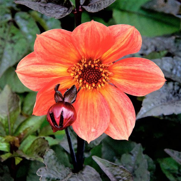 Dahlia_sunset_glow_WEB Dahlia 'Sunset Glow'